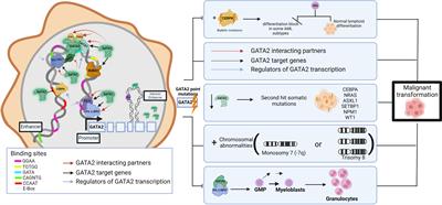 Transcription factor genetics and biology in predisposition ... Biology Diagrams